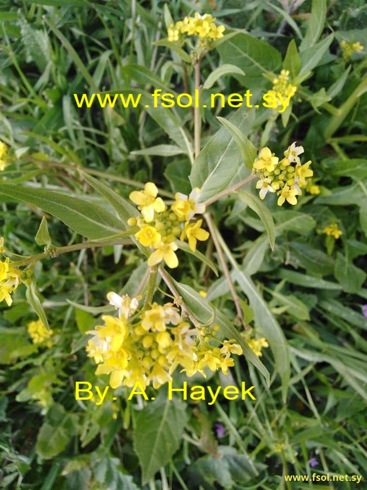 Ochthodium aegyptiacum (L.) D.C.